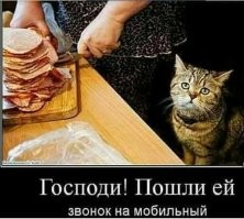 В Краснодарском крае выставили на продажу православного кота