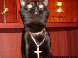 В Краснодарском крае выставили на продажу православного кота