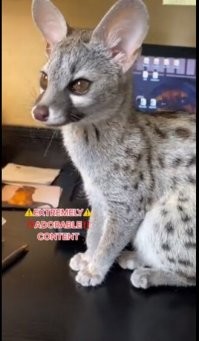 Покемон называется "генета"))).