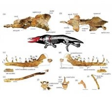 Нашли фрагменты черепа и несколько позвонков. Как узнали в них останки четвероногого кита - не понял.