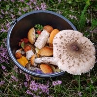 А мы вчера тоже немножко подосиновиков собрали :)