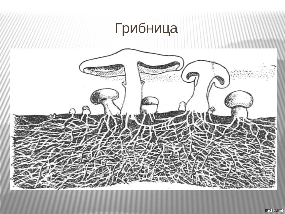 Что такое грибница. Мицелий грибов это в биологии. Субстратный мицелий. Мицелий гриба биология. Мицелий грибов схема.