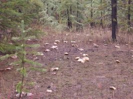 крепкие без червей