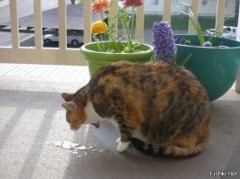 Когда решила стать королевой пляжа