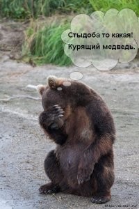 Медведь заявился в дом жителей Красноярского края, как в свою берлогу