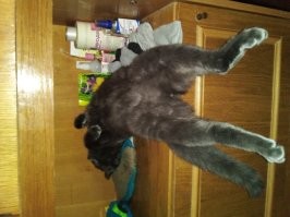 Маскируйся :-)  Найди пуха :-)