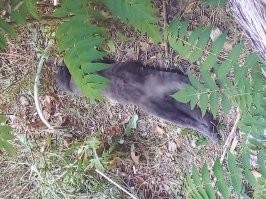 Маскируйся :-)  Найди пуха :-)