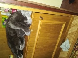 Маскируйся :-)  Найди пуха :-)