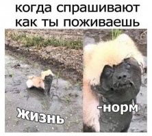 Серый волк из сказки про семерых козлят. "Ваша мама пришла, молока принесла"