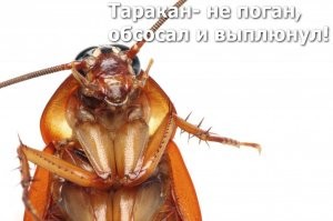 У мальчугана трусики, у таракана усики