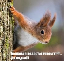 Человек самый выносливый среди наземых животных