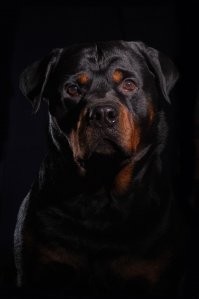 Ротвейлера там искать тоже не советую..