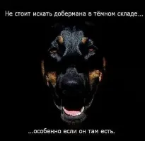 Ротвейлера там искать тоже не советую..