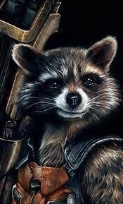 Енот Ракета, начало. А чуть подрастет, будет такой.