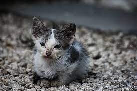 Им без добрых людей тоже плохо...