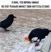 Видел, как ворона нашла чёрствую горбушку, не стала её клевать, а аккуратно взяла - и положила в ближайшую лужу. Стояла над ней, придерживая лапой и отгоняя дурных голубей, периодически переворачивала, чтобы горбушка намокла со всех сторон. Когда размокла - вытащила и склевала.
Другой раз ворона нашла засохшие ломтики сыра, собрала их аккуратно в стопочку клювом, потом эту стопку подхватила, сразу, наверно, 4 куска, и куда-то понесла.