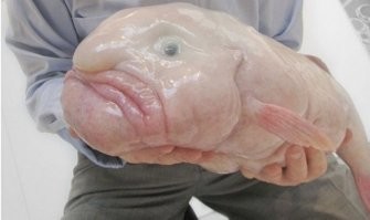 Намешалось