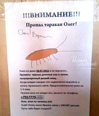 У мальчугана трусики, у таракана усики