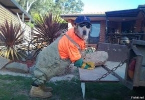 Собаки как люди: 20 уморительных псов, которые поднимут вам настроение