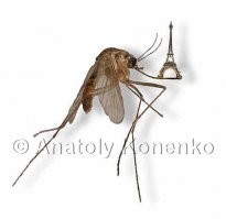 Пардон. Что-то картинки сразу не вставились...