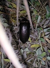 Беларусь. Жук размером со спичечный коробок.