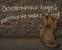 Кота бросили в лесу в переноске и с лотком