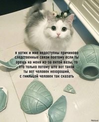 Кота бросили в лесу в переноске и с лотком