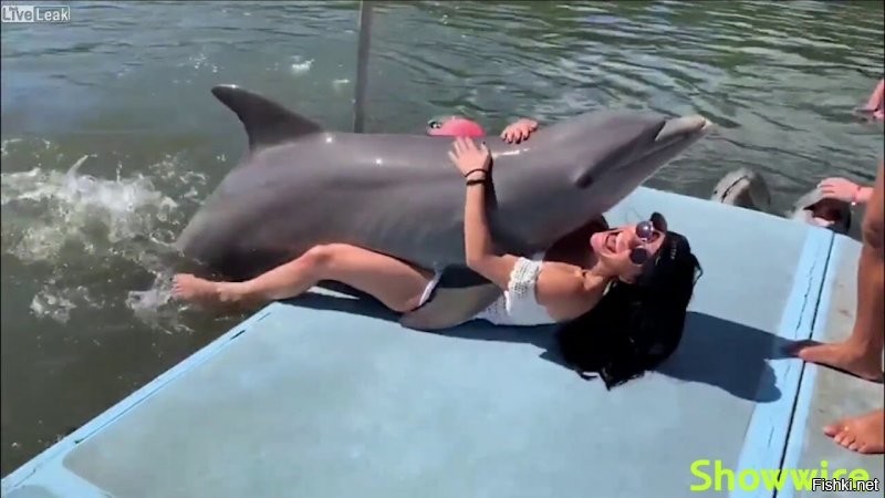 дельфины те еще затейники