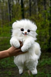 Яндекс говорит, что японский шпиц