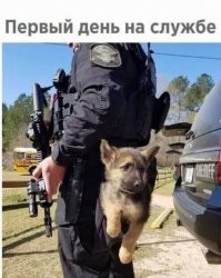 Собаки как люди: 20 уморительных псов, которые поднимут вам настроение