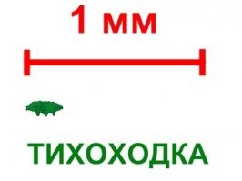 И как оно всё нужное для жизни в неё влезло, вместе с усами и когтями?