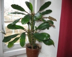 Вот молочай тоже стреляется, на метр улетают семена.