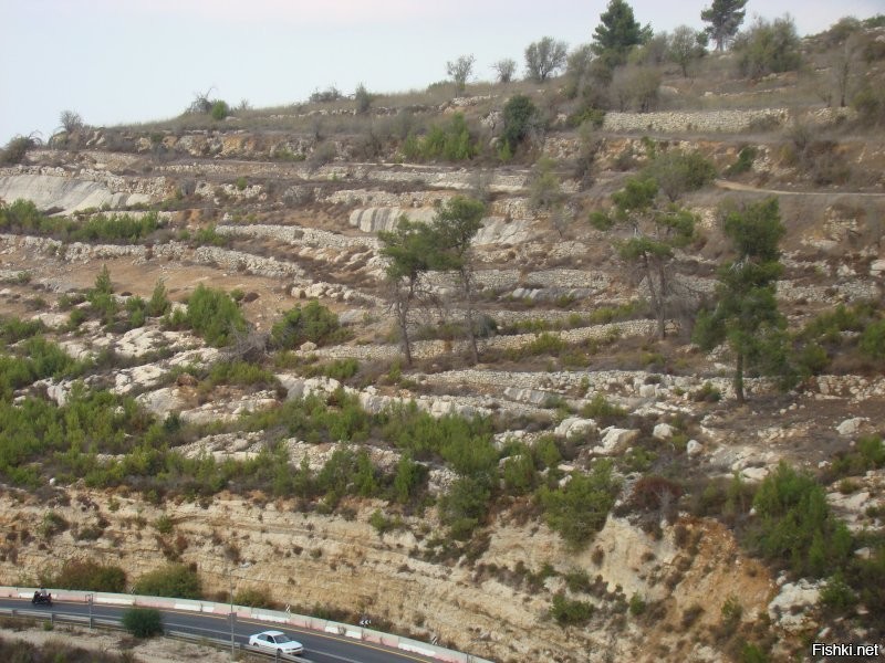 Ну, если по-чесноку, справделивости ради, то не 6 лет...
Тот, кто видел почву в Израиле – тот поймёт. Заниматься там земледелием – то ещё удовольствие, занятие не для слабонервных... Земля вперемешку с камнем, причём, на вид, соотношение примерно 30 (земля) / 70 (камень). Жесть.
