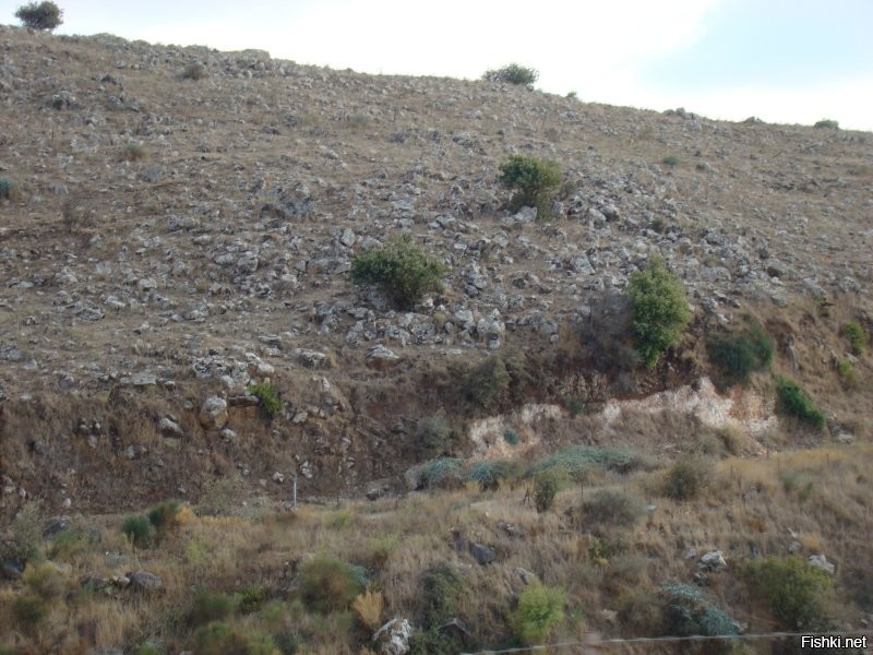 Ну, если по-чесноку, справделивости ради, то не 6 лет...
Тот, кто видел почву в Израиле – тот поймёт. Заниматься там земледелием – то ещё удовольствие, занятие не для слабонервных... Земля вперемешку с камнем, причём, на вид, соотношение примерно 30 (земля) / 70 (камень). Жесть.