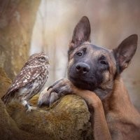 Самый смешной конкурс фотографов-анималистов объявил победителей