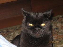 Сейчас мой вам покажет " и радость и умиление"!