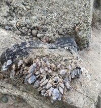 "Часть корабля, часть команды"