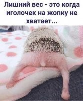 Точнее, не когда иголочек не хватает, а когда жопка перестала помещаться под иголочками.