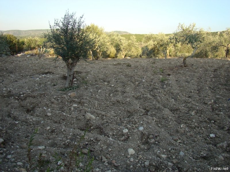 Ну, если по-чесноку, справделивости ради, то не 6 лет...
Тот, кто видел почву в Израиле – тот поймёт. Заниматься там земледелием – то ещё удовольствие, занятие не для слабонервных... Земля вперемешку с камнем, причём, на вид, соотношение примерно 30 (земля) / 70 (камень). Жесть.