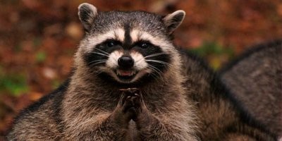 Давно уже опровергнута  эта теория. Будь метеорит такой массы, способный вдарить так  шибко, что по всей планете начали бы происходить катаклизмы, которые подкосили и уничтожили род динозавров - остальные животные вымирали бы точно так же, а может и быстрее. Тем более динозавры вымерли не быстро, а в течении нескольких миллионов лет.. что довольно долго для одного метеорита.
Наиболее реалистичный сценарий вымирания динозавров -  это мы. Точнее наши далёкие-далёкие предки, смахивающие на енотов..  которые быстро эволюционировали и плодились, заняли биологическую нишу и прекрасно себя чувствовали, так как могли карабкаться на деревья, убегая от одних хищников, и укрываться в норах - убегая от других, были всеядными, и теплокровными (что даёт некоторое преимущество против определённых заболеваний). Так вот, наши юркие и проворные предки - быстро сообразили, что лакомится можно не только жуками, ягодам, травой и червями, а ещё есть такое лакомство как яйца.. и начали набеги на гнёзда птиц и рептилий. Динозавры в силу своего размера и неповоротливости - ну просто не могли ничего противопоставить этой беде. Самки динозавров теряли свои яйца, и были вынуждены уходить с плодородных земель кишащих нашими предками, куда-нить подальше, где можно спокойно растить своё поколение.. И тут две беды, во первых из-за миграционного процесса, некоторые яйца находились в яичники больше положенного и детёныш просто не мог пробить скорлупу (такие яйца с большего находят в пустыне Гоби), во вторых в местах с меньшим объёмом пищи - сложнее жить, поэтому даже те кто рождались, не всегда в полном составе дотягивали до детородного возраста. 
Итак - динозавры плодились меньше и выживали реже. Первыми ушли те кто был самым большим, потому что на поддержание такой туши, надо много жратвы, другие свалили в океан и реки (крокодилы, вараны, аллигаторы), третьи просто эволюционировали в птиц. (Казуары, страусы итд.)
Так теперь и живём.
Остались только некоторые приматы, которые думают что существовал метеорит (или метеориты) способные избирательно (как РТК "Точка-У") убивать исключительно динозавров. Блин, даже версия с какой-нить хворобой (Кориптелид-19) которая выкашивала бы только динозавров - была бы логичней, чем метеорит. Глобус слишком большой, чтоб одним метеоритом - вырубить на нём всех динозавров.. ну либо если достаточной массы прилетит что-то, тогда уже даже бактериям тяжко придётся. А все археологические раскопки указывают на другое..на то что динозавры мигрировали, и вымирали\преобразовывались очень долгое время. Фактически вся сознательная история нашего вида, это всего-лишь наносекунда по отношению к тому длинному периоду в течении которого динозавры утратили главенствующую роль на планете.