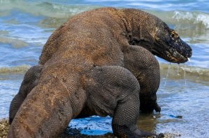 Давно уже опровергнута  эта теория. Будь метеорит такой массы, способный вдарить так  шибко, что по всей планете начали бы происходить катаклизмы, которые подкосили и уничтожили род динозавров - остальные животные вымирали бы точно так же, а может и быстрее. Тем более динозавры вымерли не быстро, а в течении нескольких миллионов лет.. что довольно долго для одного метеорита.
Наиболее реалистичный сценарий вымирания динозавров -  это мы. Точнее наши далёкие-далёкие предки, смахивающие на енотов..  которые быстро эволюционировали и плодились, заняли биологическую нишу и прекрасно себя чувствовали, так как могли карабкаться на деревья, убегая от одних хищников, и укрываться в норах - убегая от других, были всеядными, и теплокровными (что даёт некоторое преимущество против определённых заболеваний). Так вот, наши юркие и проворные предки - быстро сообразили, что лакомится можно не только жуками, ягодам, травой и червями, а ещё есть такое лакомство как яйца.. и начали набеги на гнёзда птиц и рептилий. Динозавры в силу своего размера и неповоротливости - ну просто не могли ничего противопоставить этой беде. Самки динозавров теряли свои яйца, и были вынуждены уходить с плодородных земель кишащих нашими предками, куда-нить подальше, где можно спокойно растить своё поколение.. И тут две беды, во первых из-за миграционного процесса, некоторые яйца находились в яичники больше положенного и детёныш просто не мог пробить скорлупу (такие яйца с большего находят в пустыне Гоби), во вторых в местах с меньшим объёмом пищи - сложнее жить, поэтому даже те кто рождались, не всегда в полном составе дотягивали до детородного возраста. 
Итак - динозавры плодились меньше и выживали реже. Первыми ушли те кто был самым большим, потому что на поддержание такой туши, надо много жратвы, другие свалили в океан и реки (крокодилы, вараны, аллигаторы), третьи просто эволюционировали в птиц. (Казуары, страусы итд.)
Так теперь и живём.
Остались только некоторые приматы, которые думают что существовал метеорит (или метеориты) способные избирательно (как РТК "Точка-У") убивать исключительно динозавров. Блин, даже версия с какой-нить хворобой (Кориптелид-19) которая выкашивала бы только динозавров - была бы логичней, чем метеорит. Глобус слишком большой, чтоб одним метеоритом - вырубить на нём всех динозавров.. ну либо если достаточной массы прилетит что-то, тогда уже даже бактериям тяжко придётся. А все археологические раскопки указывают на другое..на то что динозавры мигрировали, и вымирали\преобразовывались очень долгое время. Фактически вся сознательная история нашего вида, это всего-лишь наносекунда по отношению к тому длинному периоду в течении которого динозавры утратили главенствующую роль на планете.