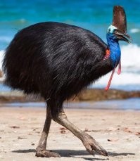 Давно уже опровергнута  эта теория. Будь метеорит такой массы, способный вдарить так  шибко, что по всей планете начали бы происходить катаклизмы, которые подкосили и уничтожили род динозавров - остальные животные вымирали бы точно так же, а может и быстрее. Тем более динозавры вымерли не быстро, а в течении нескольких миллионов лет.. что довольно долго для одного метеорита.
Наиболее реалистичный сценарий вымирания динозавров -  это мы. Точнее наши далёкие-далёкие предки, смахивающие на енотов..  которые быстро эволюционировали и плодились, заняли биологическую нишу и прекрасно себя чувствовали, так как могли карабкаться на деревья, убегая от одних хищников, и укрываться в норах - убегая от других, были всеядными, и теплокровными (что даёт некоторое преимущество против определённых заболеваний). Так вот, наши юркие и проворные предки - быстро сообразили, что лакомится можно не только жуками, ягодам, травой и червями, а ещё есть такое лакомство как яйца.. и начали набеги на гнёзда птиц и рептилий. Динозавры в силу своего размера и неповоротливости - ну просто не могли ничего противопоставить этой беде. Самки динозавров теряли свои яйца, и были вынуждены уходить с плодородных земель кишащих нашими предками, куда-нить подальше, где можно спокойно растить своё поколение.. И тут две беды, во первых из-за миграционного процесса, некоторые яйца находились в яичники больше положенного и детёныш просто не мог пробить скорлупу (такие яйца с большего находят в пустыне Гоби), во вторых в местах с меньшим объёмом пищи - сложнее жить, поэтому даже те кто рождались, не всегда в полном составе дотягивали до детородного возраста. 
Итак - динозавры плодились меньше и выживали реже. Первыми ушли те кто был самым большим, потому что на поддержание такой туши, надо много жратвы, другие свалили в океан и реки (крокодилы, вараны, аллигаторы), третьи просто эволюционировали в птиц. (Казуары, страусы итд.)
Так теперь и живём.
Остались только некоторые приматы, которые думают что существовал метеорит (или метеориты) способные избирательно (как РТК "Точка-У") убивать исключительно динозавров. Блин, даже версия с какой-нить хворобой (Кориптелид-19) которая выкашивала бы только динозавров - была бы логичней, чем метеорит. Глобус слишком большой, чтоб одним метеоритом - вырубить на нём всех динозавров.. ну либо если достаточной массы прилетит что-то, тогда уже даже бактериям тяжко придётся. А все археологические раскопки указывают на другое..на то что динозавры мигрировали, и вымирали\преобразовывались очень долгое время. Фактически вся сознательная история нашего вида, это всего-лишь наносекунда по отношению к тому длинному периоду в течении которого динозавры утратили главенствующую роль на планете.