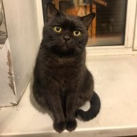 17 кадров, которые доказывают, что чёрные котики приносят радость и умиление