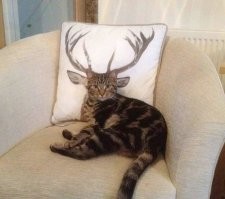 Не обязательно запихивать кота в картон!