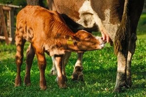 Автомобильный юмор в картинках