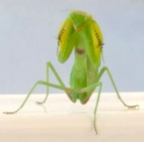 Богомол с сердечком на груди