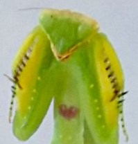 Богомол с сердечком на груди