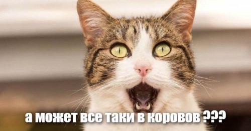 Авария дня. На Алтае автомобилистка на ВАЗе влетела в стадо коров