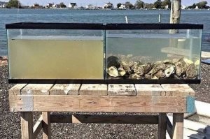 А французы это лопают