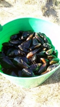 Я тут на днях выловил поплавок весь обросший мидиями. Набрал ведро, остальное бросил в воде возле берега, потом видел, как пацаны обдирали остатки.